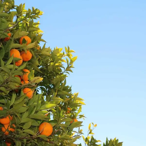 Oranges hang from leafy tree branches against a clear blue sky.
