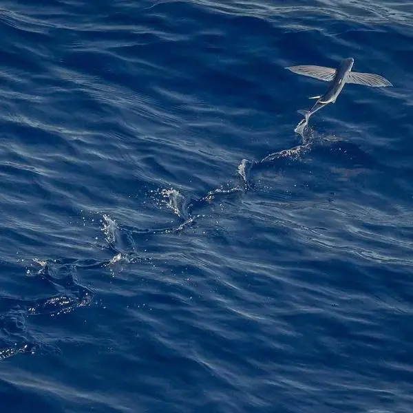 Flying fish skims the surface, leaving a zigzag trail of splashes across deep blue open ocean.