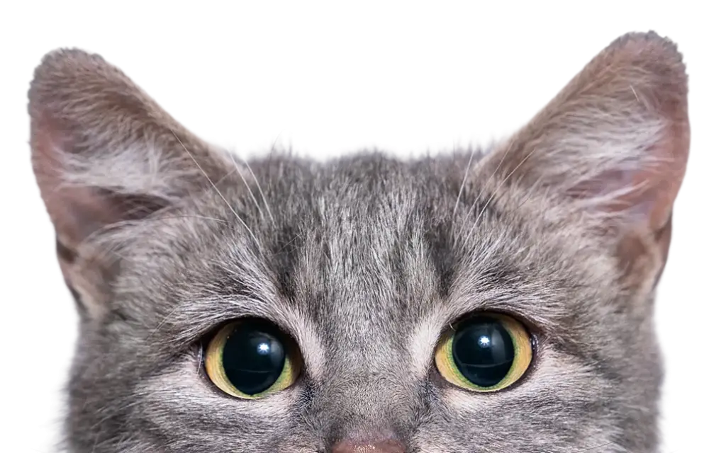 Gray cat staring forward with wide greenish-yellow eyes against a black background.